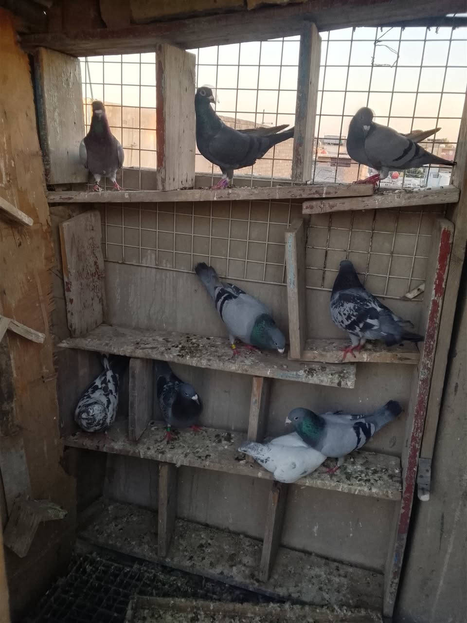 متاح زواجل العدد 9 طيور كلهة انتاج فول وطيور قوية الزوج ب10وبيهن مجال للتواصل ***********
