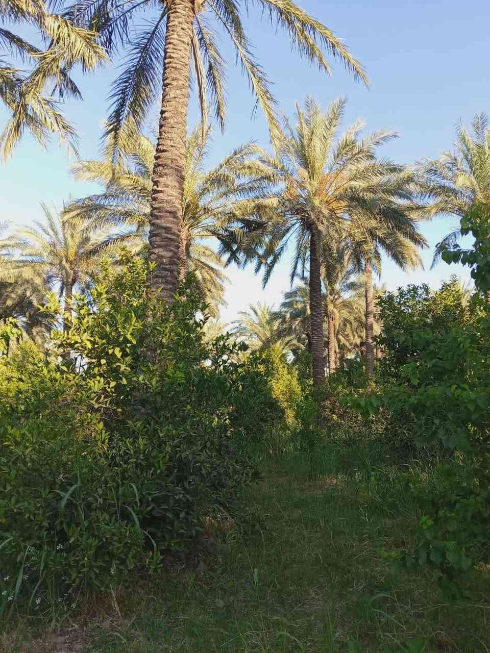 سلام عليكم نصف دونم في منطقه الراشديه البحياه الوجه 19 م النزال 62م الشراي يتصل تفاصيل أكثر 👏

***********
