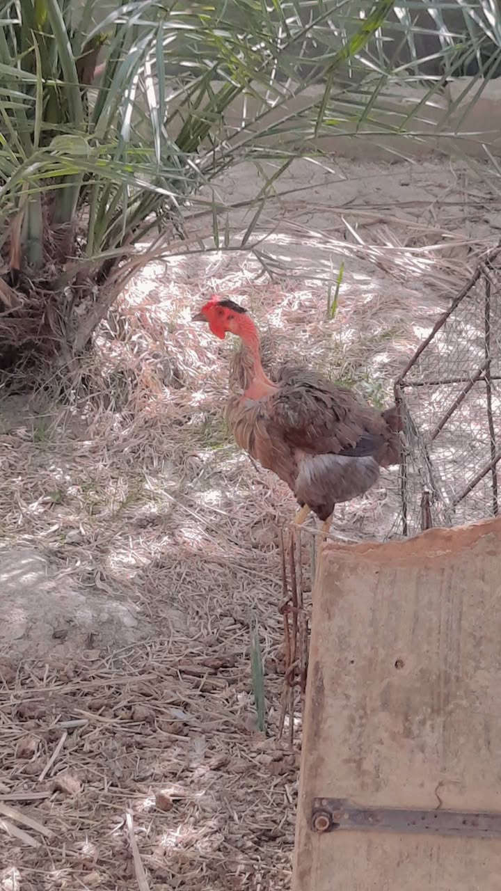 سلام عليكم ادمن وافق متوفر دجاج عرب 4ابو ركيبه خشنات وحده مو ابو ركيبه كلمن وسعره دجاجات البيض التك عل 20الف ولباقيات عل15تك ولديج عل 20وبي مجال وبيض 11بيضه مالات البيض اذا واحد ياخذهم شلع انطي مجاني البيضات  مكاني بني منصور قرب الامام احمد ابن علي


**إذا كنت صاحب هذا الإعلان وتريد حذفه لأي سبب، رجاءا أرسل رسالة إلى الدعم الفني**
