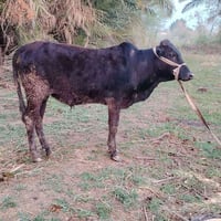 عجل أسترالي • سمين • المجر الكبير