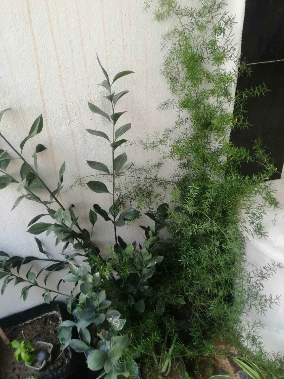 نباتات كبيره اكو الصالون والستار واظافر العروس كلهم على متر واسعار مناسبه


**إذا كنت صاحب هذا الإعلان وتريد حذفه لأي سبب، رجاءا أرسل رسالة إلى الدعم الفني**