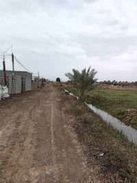 دونم • سند ٢٥ • ١٣ نخلة