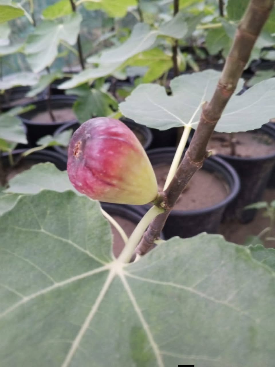 🌱 مشتل الظلال – من أفضل مشاتل جنوب الموصل
📍 العنوان:
الحود – الشارع العام مقابل الحود مول
قرب مفرق الزاوية – جنوب الموصل
📞 رقم التواصل (اتصال / واتساب):
***********
🌿 المتوفر لديهم :
أشجار ظل
نباتات داخلية وخارجية
زهور
أشجار مثمرة وزينة
بتموس
أسمدة وجميع مستلزمات الحدائق
✔️ تعامل ممتاز
✔️ مصداقية وجودة عالية

صفحة مشتل الظلال
