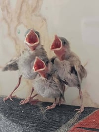بلابل • ٦ قطع • واسط نعمانيه