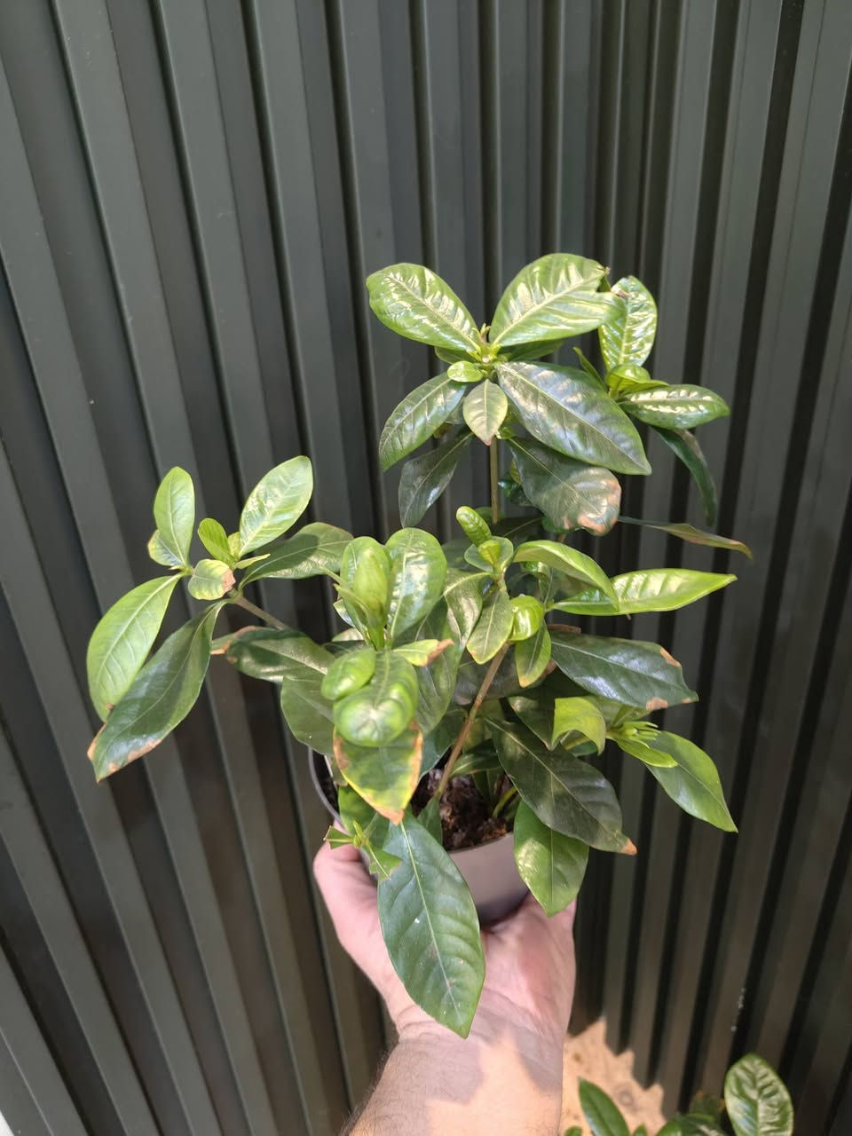 عروض خاصة 
عروض اليوم 
عروض التصفية
نباتات بصحة جيدة 
عروض تصل لنصف القيمة
علما ان النباتات المعروضة متوفرة فقط
مكاني موصل حي السكر قرب جامع الرحمة 

جميع الأسعار مذكورة تحت الصور
الكمية محدودة

يوجد توصيل داخل الموصل ولجميع محافظات العراق 
للحجز والطلب مراسلة الصفحة او التواصل على رقم الواتس اب 0771269248
#برعم_للنباتات 
#عروض_يوم_الجمعة
#عروض_خاصة


**إذا كنت صاحب هذا الإعلان وتريد حذفه لأي سبب، رجاءا أرسل رسالة إلى الدعم الفني**