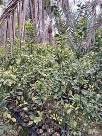 نارنج كيس ١٥٠٠ الراشديه مقابل مستشفى حماد شهاب ٠٧٧٠٥٣٨٠٧٧٢