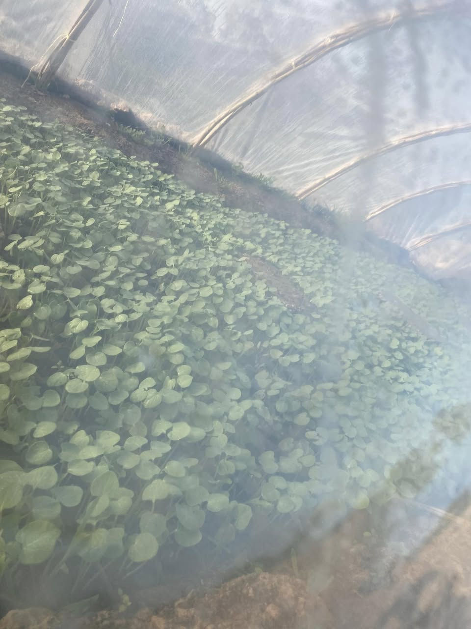 كلار كرده كوزينه ***********
