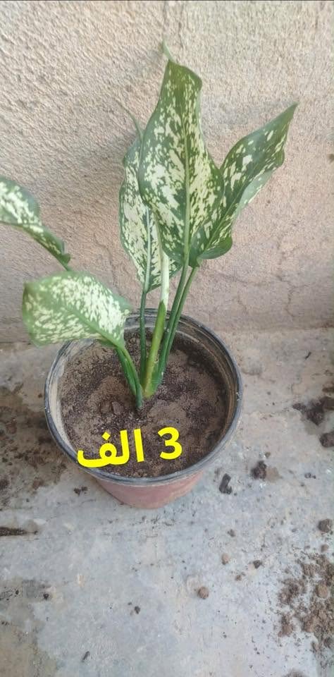 سلام عليكم شتلات البيع كل واحد سعره موجود يريد يخابر رقم توصيل مجاني داخل طوز ***********
