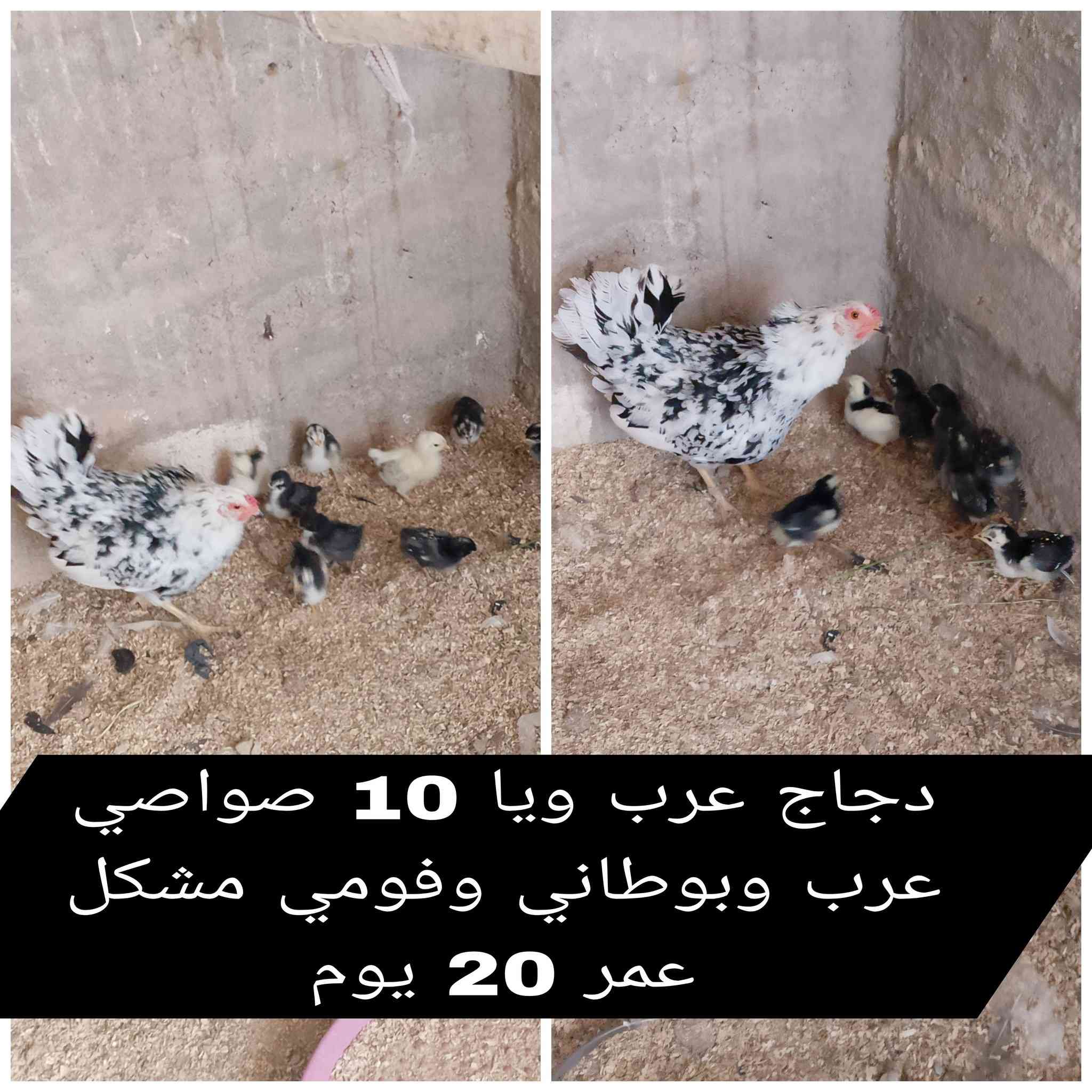 #وجبه_دجاج_وصواصي_للبيع •
- صحه ونشاط فول 100% •
- عنوان // موصل--برطله • 
- للاتصال والاستفسار 👇 •
- *********** اتصال او واتساب •
- ***********  اتصال او واتساب •
