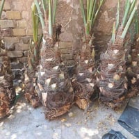فسايل برحي حر عدد9 سعر لفسيله 150 مكاني بابل اجبله 07870608055