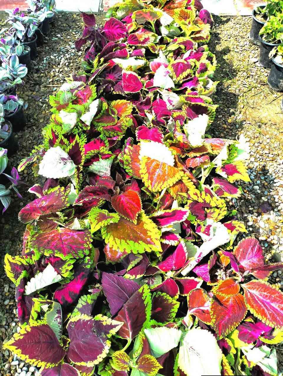 وجبه جديده وصلت من النباتات 
لطلب والاستفسار مراسلة الصفحه يوجد خدمة توصيل خانقين جلولاء سعديه


**إذا كنت صاحب هذا الإعلان وتريد حذفه لأي سبب، رجاءا أرسل رسالة إلى الدعم الفني**