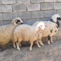 ثناو ٢ • فطايم ٣ • القياره