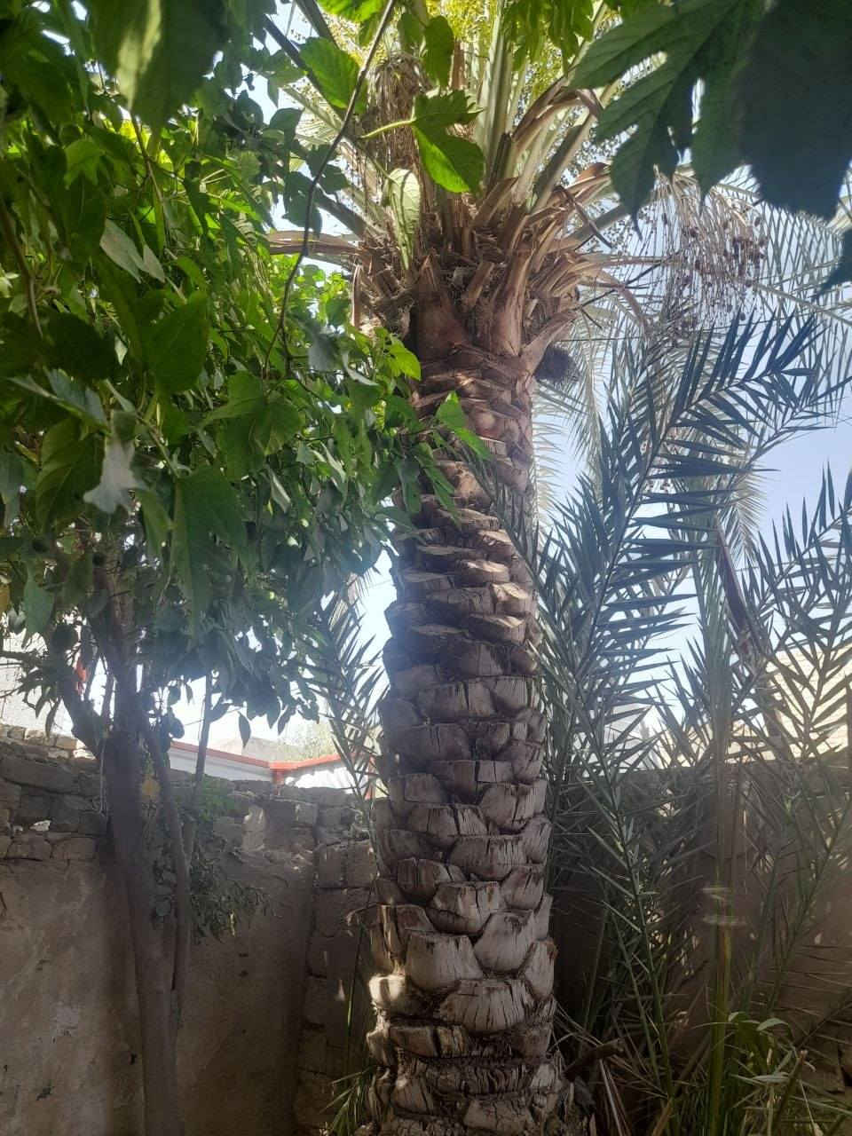 بيت للبيع طابو صرف مساحه 150بيت بسمي يتكون من حديقه براني ومطبخ وصاله غرفه وحده وجه 7ونص  نزال 20 موقع بيت يم جامع القائم قريب على مدرسة زينب رقمي *********** بي وتساب بل عافيه الي ياخذه

