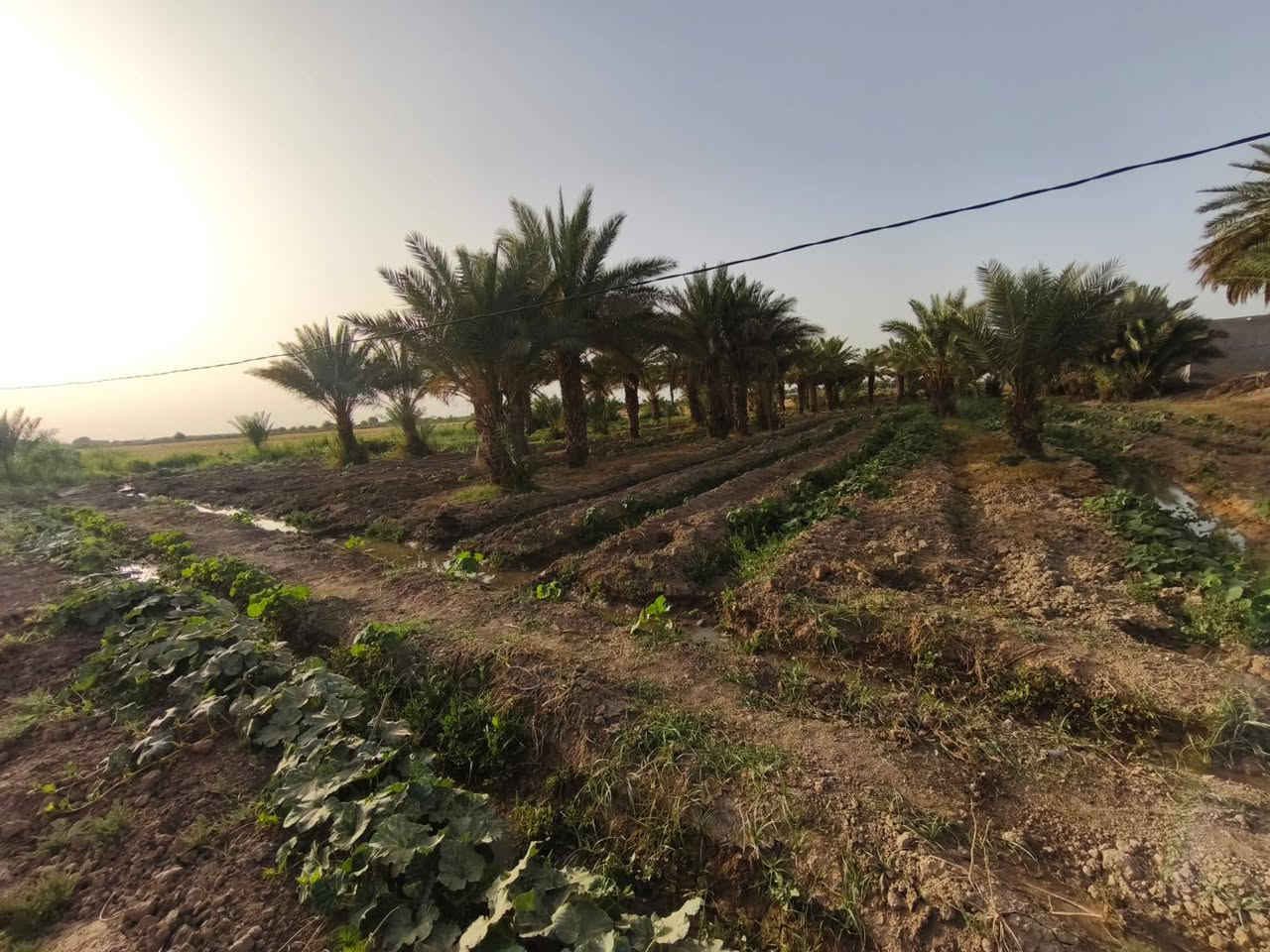 السلام عليكم ارض زراعية للبيع الموقع  /ال عواد الصديفه/ تحتوي على بيتن
الارض اكثر من 25دونم تحتوي عل 150نخله  كافه الخدمات متوفره الحاب يتصل عل هذا الرقم مكلف بلنشر ***********
