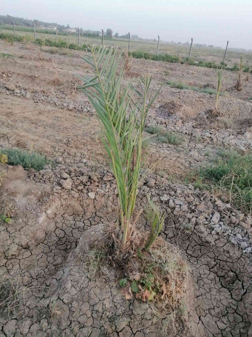 ألسلام عليكم/يتوفر دونمين زراعي عقد ٢٥ تحويل بأسم المشتري مغروسه اكثر من ١٠٠ فسيله واكثر من ٨٠ بيشة رمان وأيضا زيتون متوفر كافة الخدمات تبليط للباب ماء اساله ماء سقي كهرباء وطنيه مولد منطقه بير ارتوازي المدارس قريبه مستوصف قريب العنوان ناحيه كنعان شمر منطقة سكنيه #***********#***********
