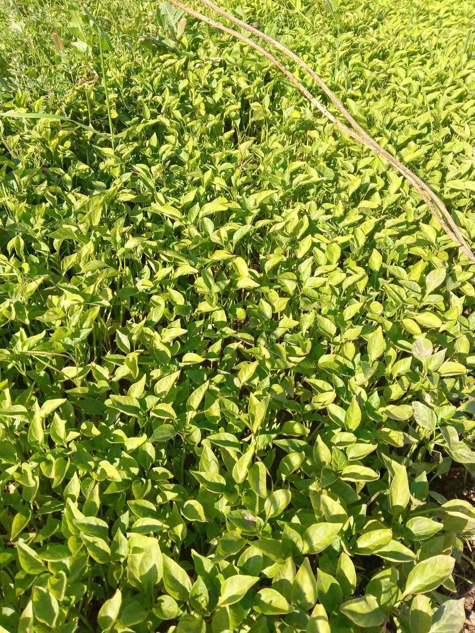 يوجد لدينا باتجان وفلفل بيهة ضمان في ناحية سلام ‏‪***********‬‏
