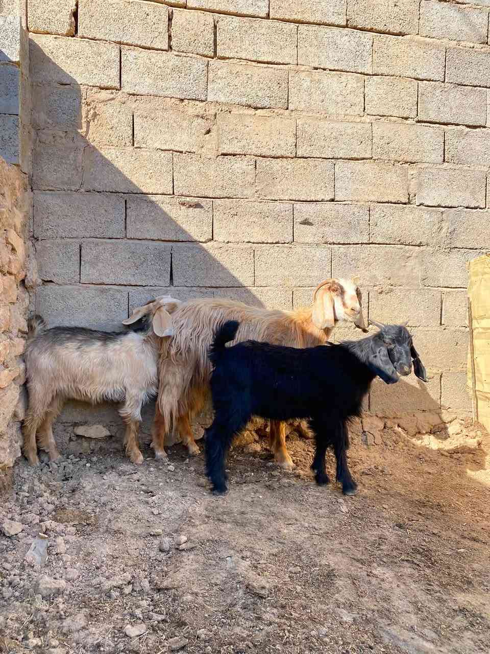 السلام عليكم عنز ثاني بطن وراها توم جدي وصخله كبار الصلاه على محمد التوم مفولات لحم عنز ضره وخشان مرتبه مال جنيه    سعر  475 الف   مكان حديثه.  ***********
