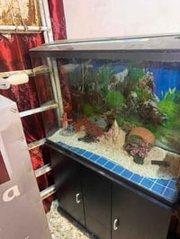 تخم تركي • حوض سمك