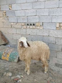 طليان عربيات • نثيه وفحل • ناصريه
