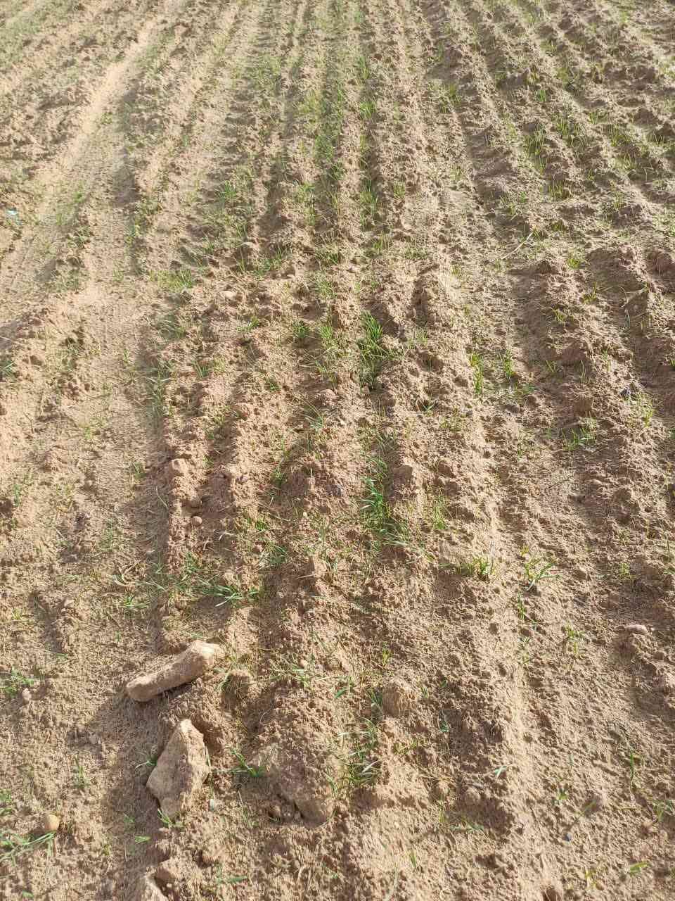 السلام عليكم الدوانم للبيع 11 شارع النهروان العام تاكسيات حي النصر اللي يحب يتواصل هذا الرقم***********
