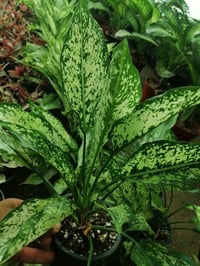 مشتل حديثة • زهور ونباتات • قرب دائرة البريد