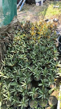 سندانة • ٧ سنادين • مجاور اسواق الحداد