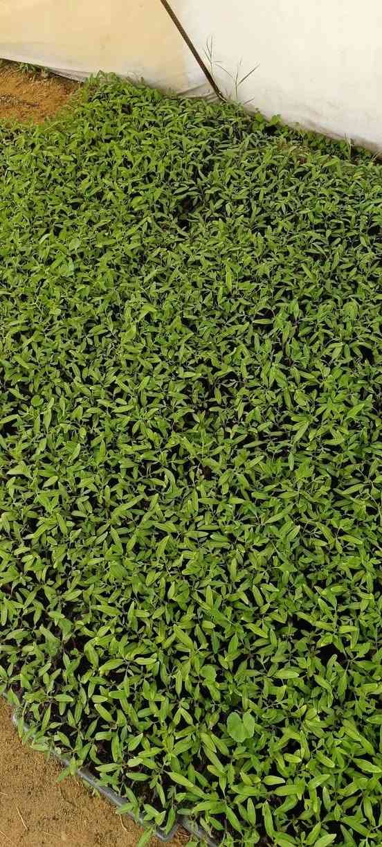 يوجد اطباق طماطه للبيع زرع خير من الله للتواصل
*********** طريق نجف كربلاء عمود 410
