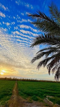 ارض للبيع ✨ المساحة: 15  دونم   الطابو: زراعي، سند 25  الخدمات: كافة ا...