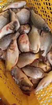 سمك كاريبي ناعم  كيلو 5750 سمك خشن كيلو ب6000  07715830011