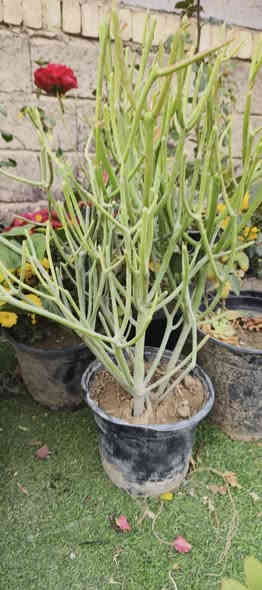 أنواع الورد و الاشجار الاتصال ***********
