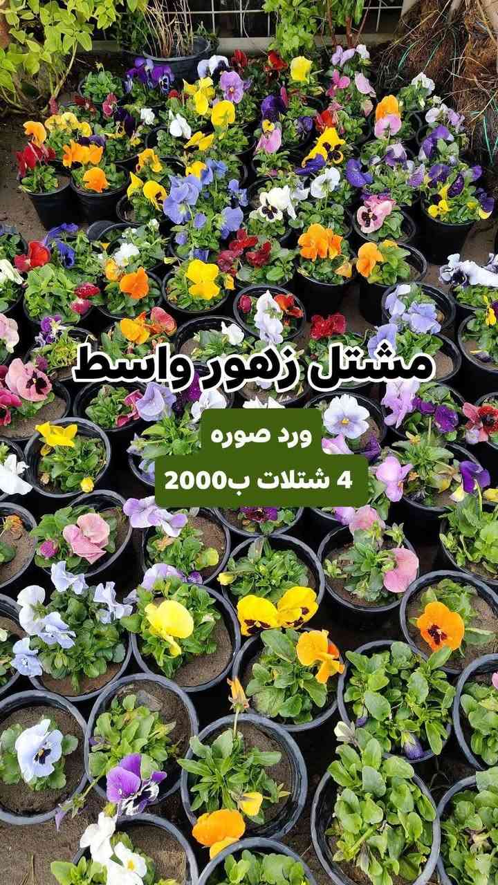عروض يوم الجمعه مستمرين وياكم بالعروض 3 شتلات بسعر 5000 دينار واكو 4شتلات ب 2000 دينار
مشتل زهور واسط 🌸
📍 العنوان: الكوت - فلكة الحاوي - شارع مجمع دمشق الطبي.
🚚 خدمة التوصيل: متوفرة داخل مدينة الكوت فقط.*********** واتساب 
نستقبلكم بكل حب لتزيين منازلكم بأجمل أنواع الزهور والنباتات.
يفتح المشتل طيله ايام الاسبوع من الساعه 7:00 صباحا والى الساعه 11:00 ليلأ
