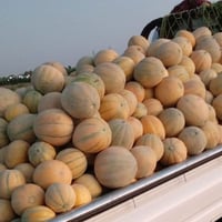 بذور بطيخ الحجري • درجة أولى • واسط الاحرار