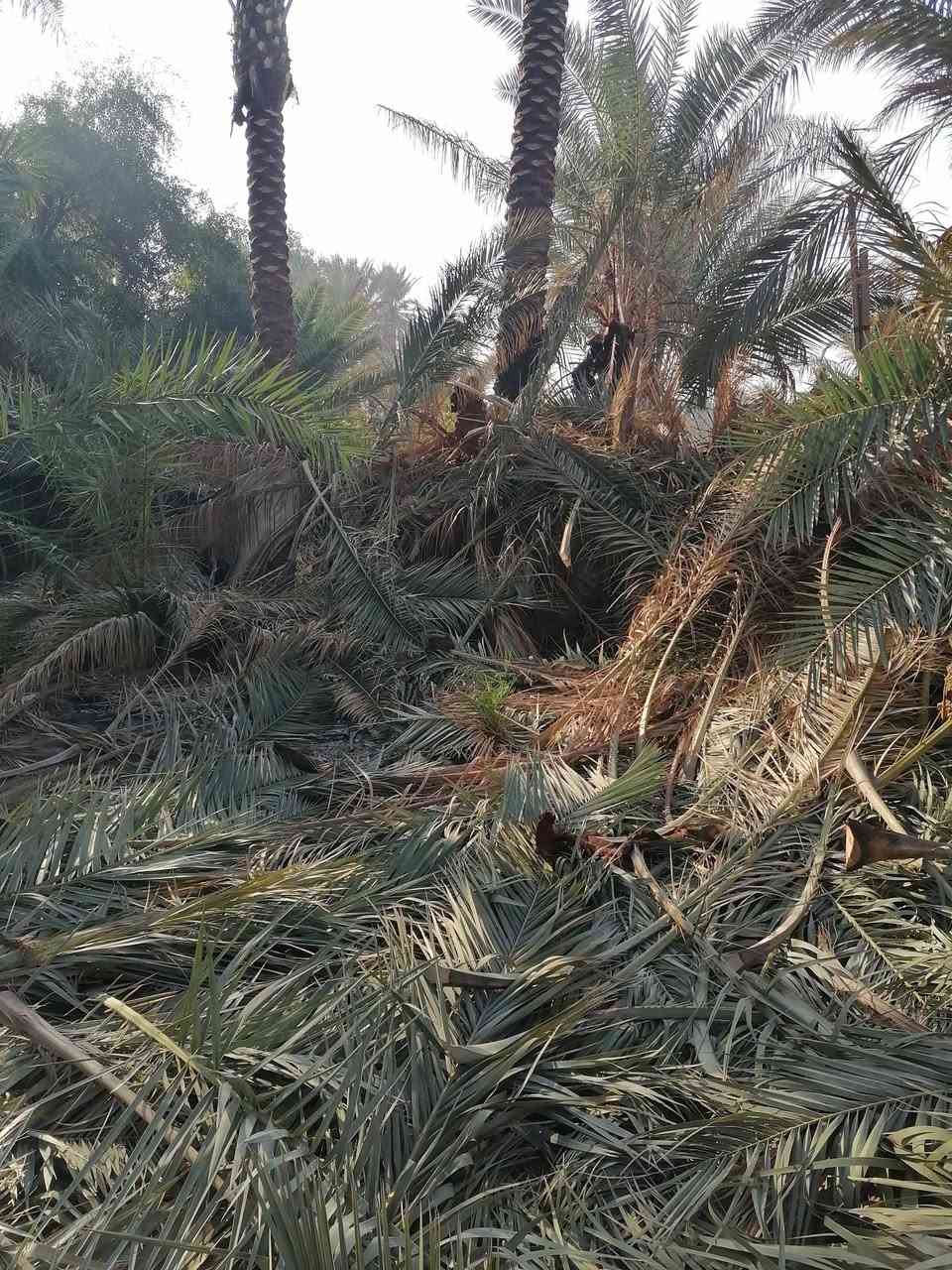 السلام عليكم متوفر سعف أخضر ويابس وكرب ليردهن يتواصل *********** ديوانيه قضاء السنيه
