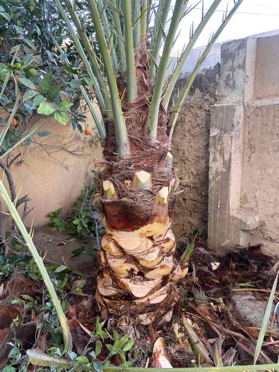 اكرب نخل داخل سامراء
هذا افضل وقت للتكريب ***********
اذا عندك نخلة بالحديقة اتصل واجيك اكربها
