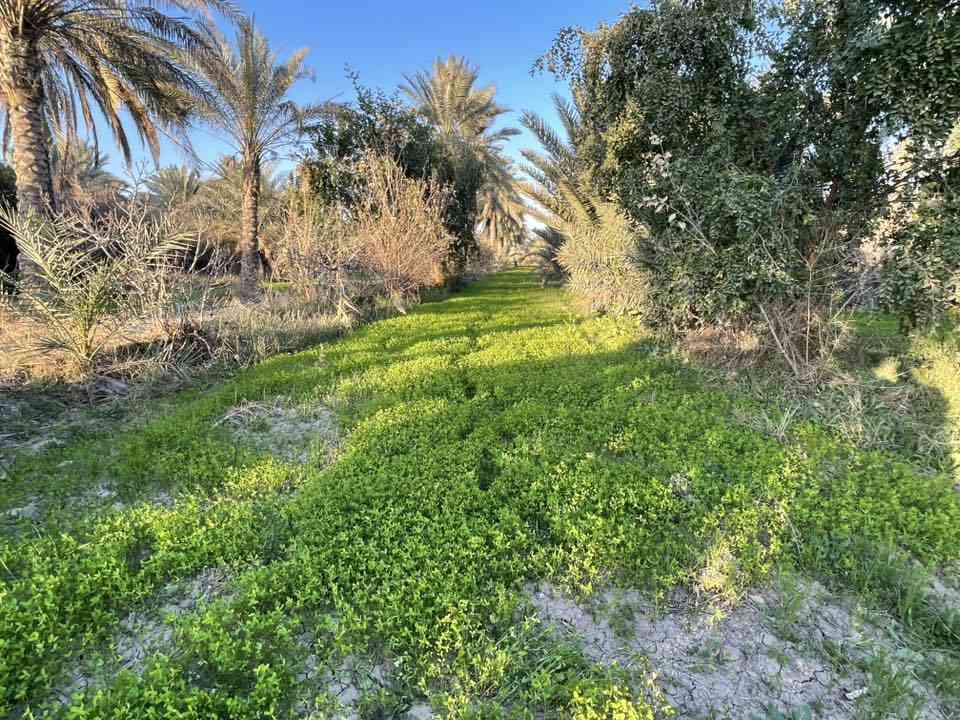بستان للبيع مساحة ٣ دونم عقد ١١٧ في كربلاء منطقة الزبيلية شارع ام البنين تبعد عن شارع رابط كيلو كافة الخدمات ماء وكهرباء مع كرفان الواجهة 50 متر :/*********** //***********
