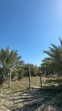 طابو زراعي • بابل • ١٠٠٠م