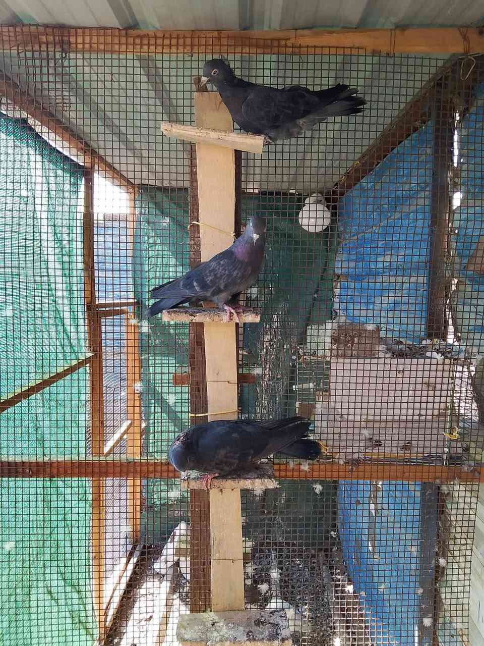 سلام عليكم شباب حمام للبيع حمام ينباع شلع حمام كله حلو ما عدة شمعيه ذيل نسل الباقي حلوات العدد (7) السعر على ( 5) العنوان بصره موفقية توصيل ما عدي ***********         متواجد وتساب
