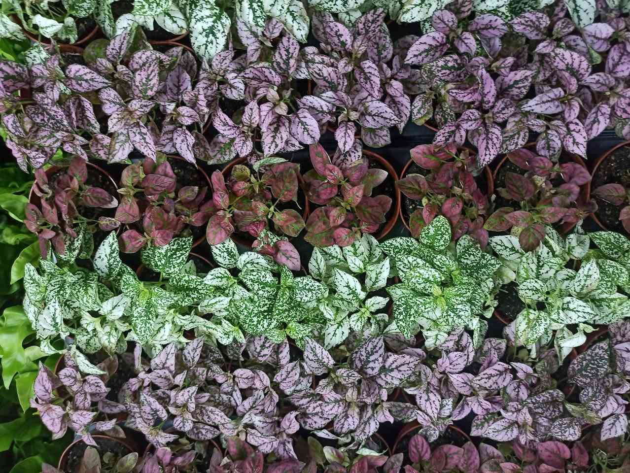 عرض خاص
فتونه كل قطعتين ب5 الاف
يوجد توصيل داخل الموصل ☘️☘️
توصيل محافظات ب5 الاف


**إذا كنت صاحب هذا الإعلان وتريد حذفه لأي سبب، رجاءا أرسل رسالة إلى الدعم الفني**