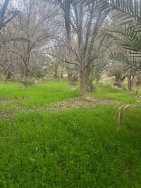 شويفي • بستان • ٢ دونم طابو