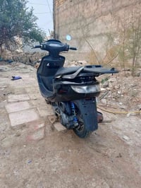 دراجة فراشة • فحل • الديوانية قضاء الشاميه