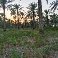 ١٠ دونم • طابو سند ٢٥ • بيت جاهز
