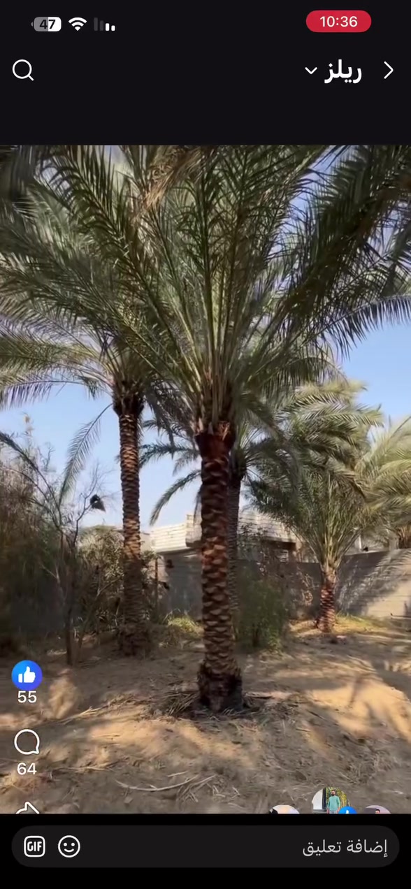 سلام عليكم للبيع المستعجل 1000 متر 4 كيلو عن الأمام شارع السيده زينب وعليها دخوليه ثانيه طريق حي العباس 220 اتصال ***********
