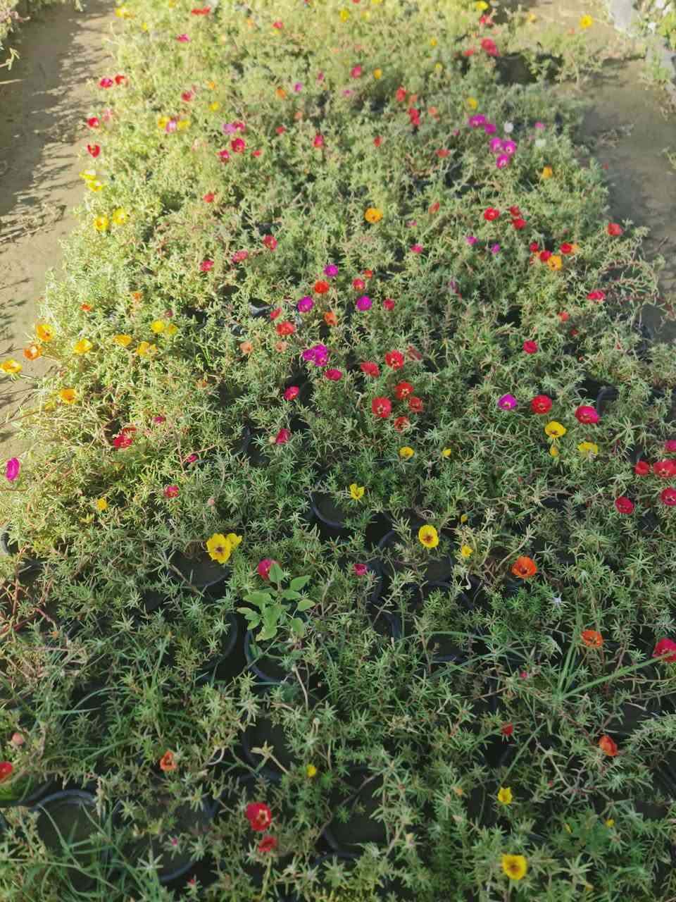 السلام وعليكم تم وصول نباتات ضلية وخارجية باسعار مناسبة اسف كل صوره السعر 
العنوان ديالى الخالص الغربية مجاور اسواق الحداد يوجد توصيل 
***********
***********
