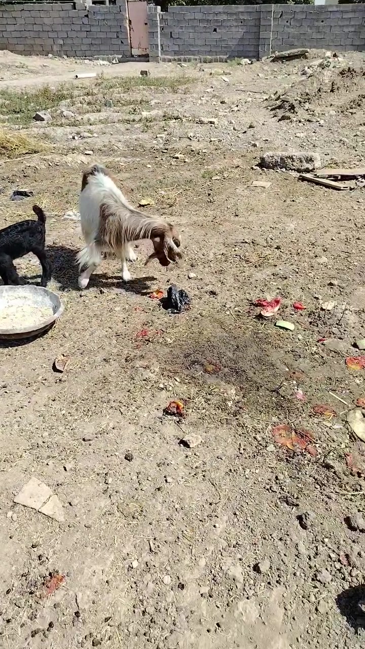 صخله مطفل وراه فحل للبيع
العنوان شارع عمشه 
***********
