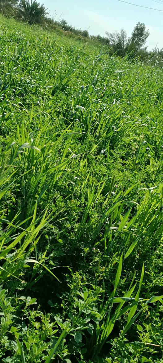 السلام عليكم  متاح 4دوانم جت معه كصيل حش وحده البيع طريق ابو الماش  الستفسار ***********
