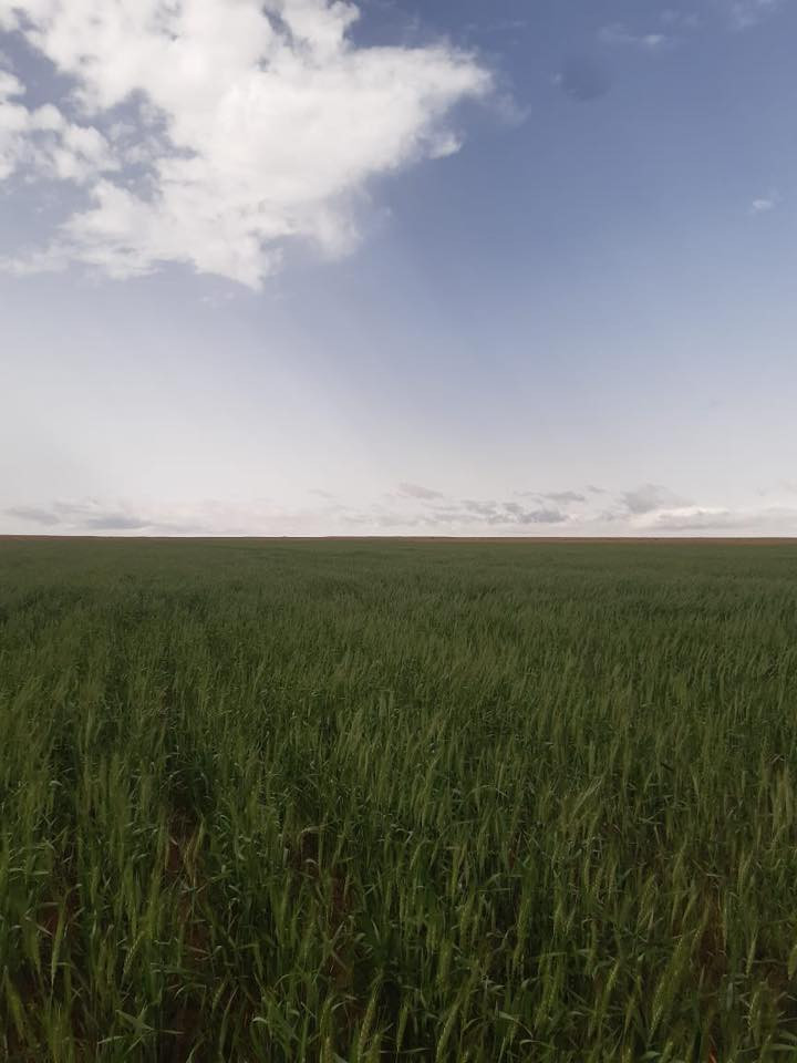 ارض زراعيه للبيع المساحه 10,000 دونم
 الموقع باديه السماوه ارض الحشد اغلبها مستصلح 
تحتوي على
 مرشات عدد 4 محوريه كل مرش يغطي 120 دونم 
 بيها 9 ابار
 وغطاسات 3 
طاقه كل غطاس 70حصان . 50حصان . 40 حصان
وحوض ماء
 الابعاد 75متر طول ×25 متر عرض ×2متر عمق

ومولدين 250 Kv 
 وخزانات كاز 2 كل واحد 5000 لتر 
كرفانات عدد 2 
الصور من زراعة الموسم السابق
الموقع السماوة البادية مزارع الحشد على شارع الصلصال 
0780 000 2092
