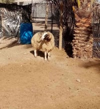 للبيع جبش شرط لفحوليه السعر ٤٥٠ لتواصل خاص او اتصال على الرقم 07886242...