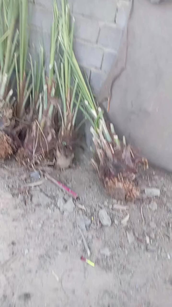 *********** سلام عليكم يوجد فسلان نخل زهدي ويوجد خظراوي ويوجد طبرزل ويوجد بربن
