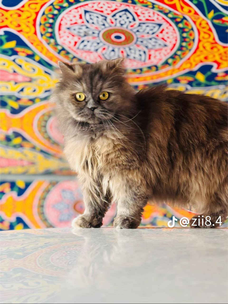 قطه للبيع اصلي شرط اليف 100/100 ملقح شرط السعر 50الف ***********
