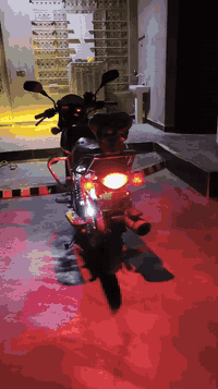 بوكسر مديل ٢١ • دراجة نضيفه • كنعان الشلالات